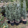 Cupressus ariz. 'Fastigiata' bush 125-150cm (15L)