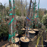 Betula utilis jacquemontii multistem 250-300cm (35L)