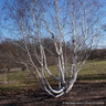 Betula utilis jacquemontii multistem 250-300cm (35L)