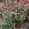Photinia fr. 'Red Robin' 150/175cm bush (18L)