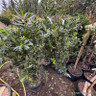 Pittosporum tobira 120_+ (30L)