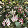 Viburnum tinus 'Eve Price' 125-150cm bush (45L)