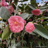 Camellia 'Spring Festival' 3L