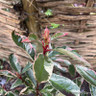 Photinia 'Pink Marble' (40-50cm) 5ltr