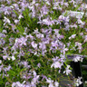Phlox subulata Emerald Blue 1ltr pot