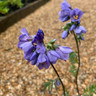 Polemonium yezoense 'Bressingham Purple' (Jacob's Ladder) 1ltr pot