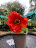 Geum 'Scarlet Tempest' 1ltr pot
