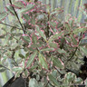 Pittosporum 'Elizabeth' -  2L