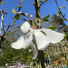 Magnolia loebneri Merrill (35L)