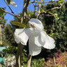 Magnolia loebneri Merrill (35L)