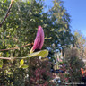 Magnolia 'Galaxy'