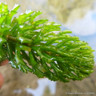 Ceratophyllum demersum 1 ltr