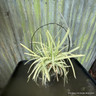 Glyceria maxima variegata 3 ltr