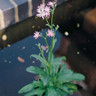 Lychnis flos-cuculi 1 ltr