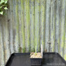 Typha minima 1 ltr
