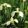 Iris pseudacorus bastardii 3 ltr