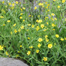 Ranunculus flammula 3 ltr