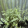 Oenanthe javanica 'Flamingo' 3 ltr