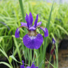 Iris sibirica (Siberian flag) 3ltr