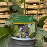Salvia 'Madeline' 3L