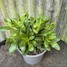 Osteospermum 'Sennen Sunrise'