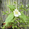 Rhodotypos scandens 7.5L