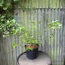 Rhodotypos scandens 7.5L