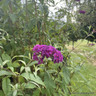 Buddleja davidii 'Royal Red' (80-100cm) 12ltr