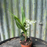 Convallaria majalis - (Lily of the Valley)