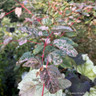 Acer conspicuum 'Red Flamingo' 20L