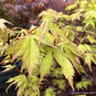 Acer 'Summergold' (p26)