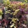 Acer 'Summergold' (p26)
