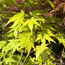 Acer 'Summergold' (p26)