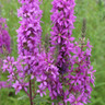 Lythrum salicaria 1 ltr