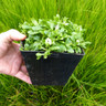 Mazus reptans alba (White Chinese Marshflower) 1ltr