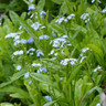 Myosotis scorpioides 1 ltr