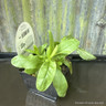 Myosotis scorpioides 1 ltr