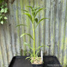 Physostegia virginiana 1 ltr