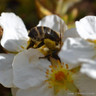 Potentilla fruiticosa 'Abbotswood White'