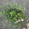 Potentilla fruiticosa 'Abbotswood White'
