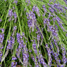 Lavender 'Dwarf Blue' 5L