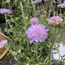 Scabiosa 'Butterfly Blue'-3L