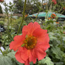 Geum 'Fiery Tempest'-3L