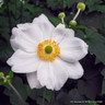 Anemone 'Elfin Swan' 3L