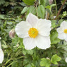 Anemone 'Elfin Swan' 3L