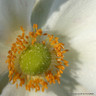 Anemone 'Elfin Swan' 3L