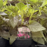 Salvia 'Lake Garda' 1L