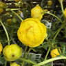 Trollius 'Lemon Queen' 5L