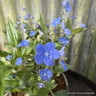 Omphalodes cappadocica 'Cherry Ingram' 2L