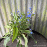 Omphalodes cappadocica 'Cherry Ingram' 2L